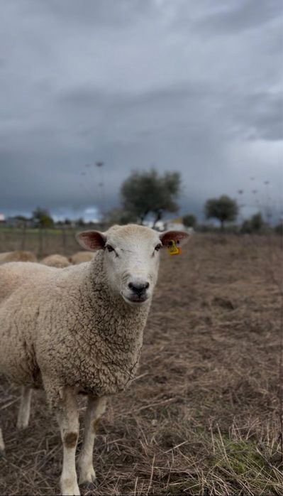Malato cruzado de Texel