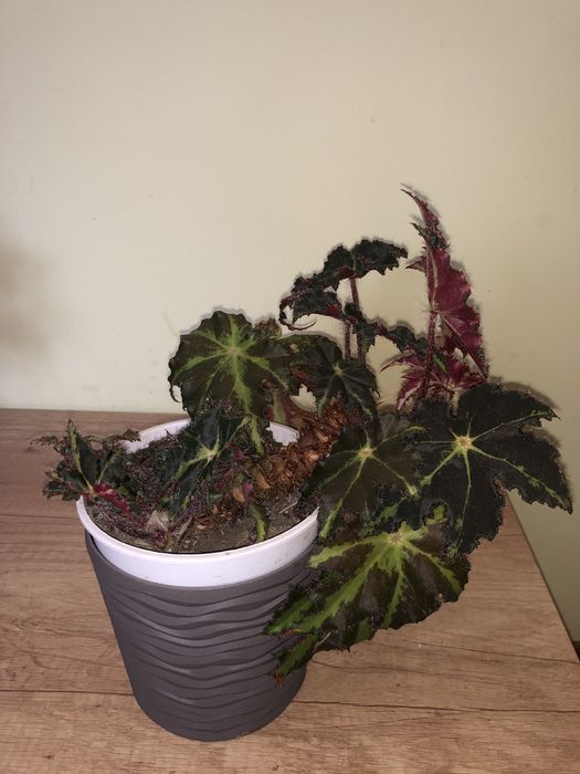 Бегонія королівська