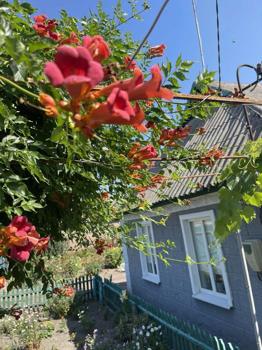 Житловий будинок