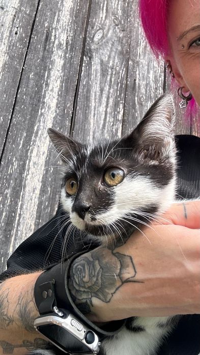 Piękne kotki szukają domu