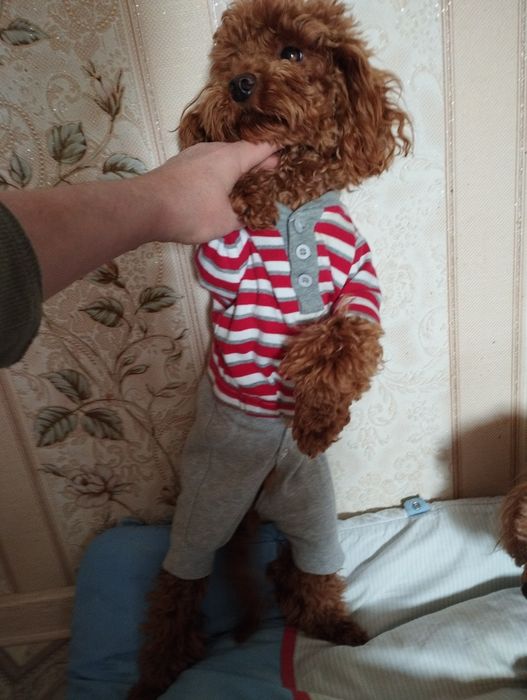 Дівчинка  той пудель  .Гарна ,ніжна.