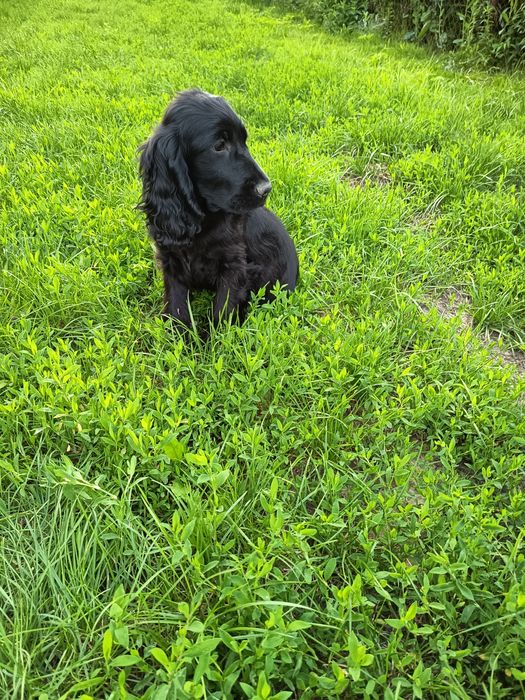 Śliczny piesek Cocker Spaniel
