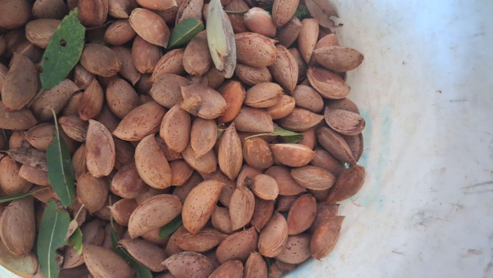 AMÊNDOA com casca — 2€/KG