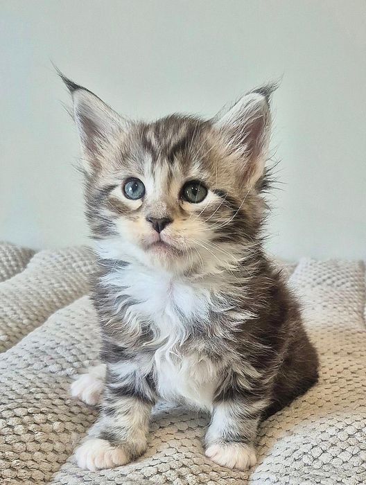 Srebrzysty z białym kocurek Maine coon!!!