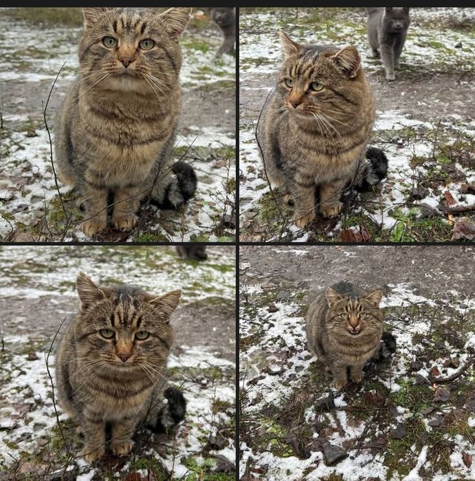 Отдам_ кошки_ коты_ котята _ гриша