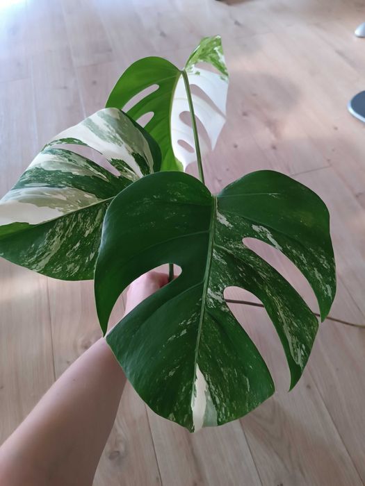 Monstera variegata