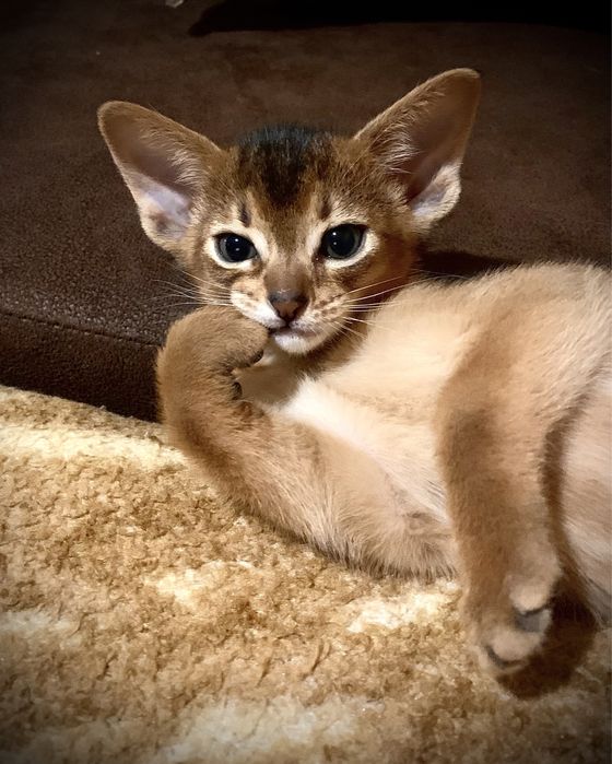 Питомник RISET абиссинские котята