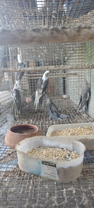 Caturras bebés para acabar de alimentar mão
