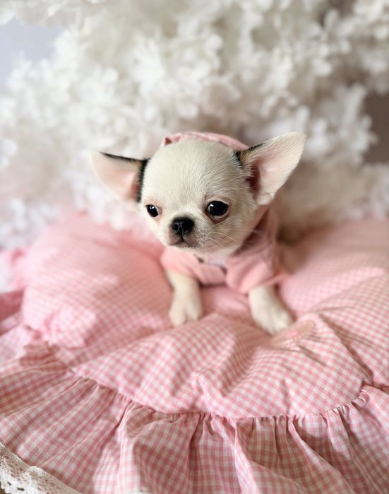 ***Gotowy do odbioru cudny chłopczyk chihuahua***
