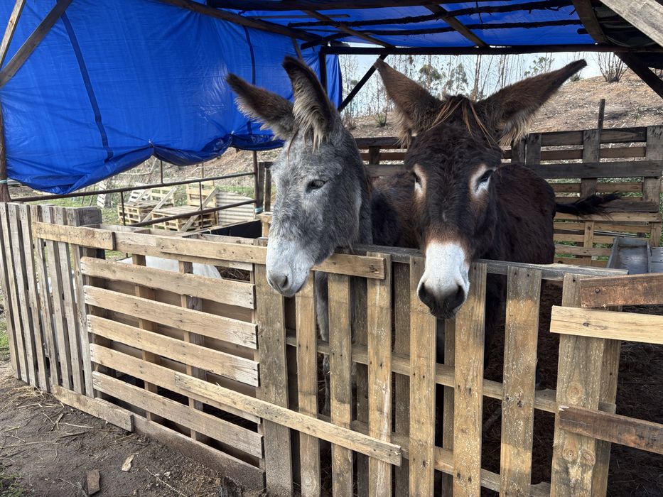 Burro cinzento 4 anos