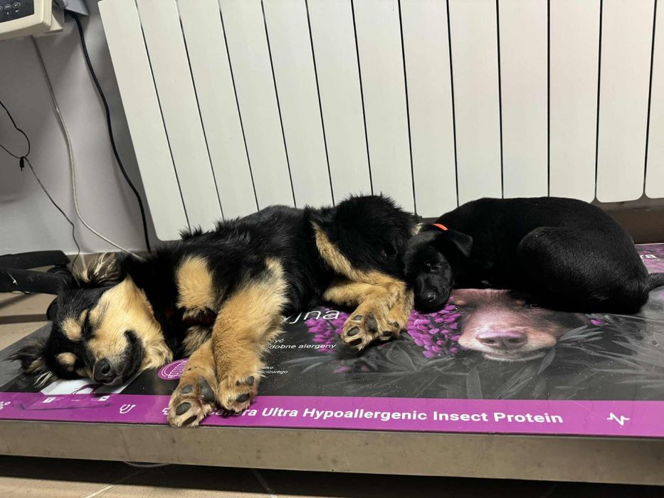 Mięciutki szczeniak Flafi do adopcji