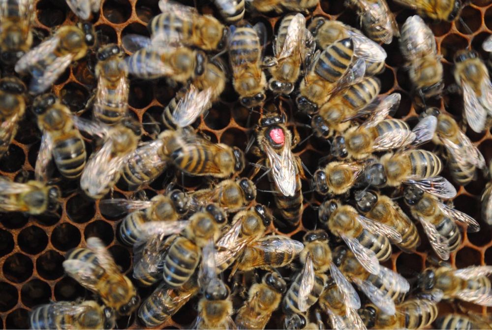 Бджоломатки чистопородні, плідні, карпатянка, “Говерла»