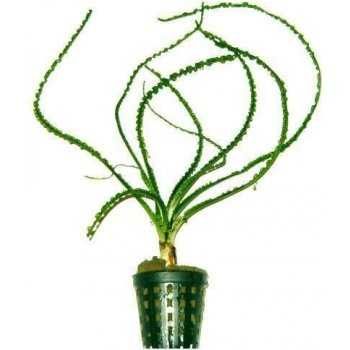 Krynia rzemieniolistna - Crinium calamistratum - Sklep Zoo ALTUM
