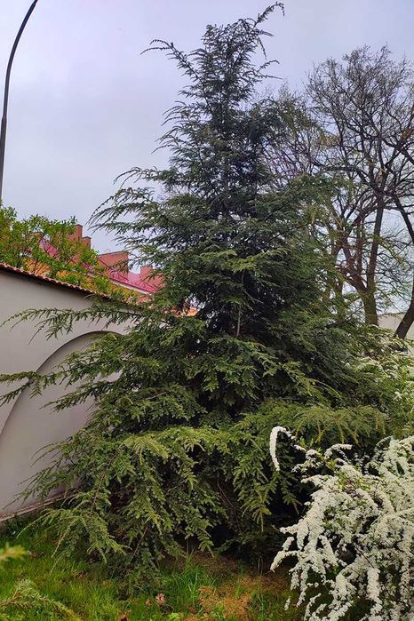 Choina kanadyjska, duże okazy XXL