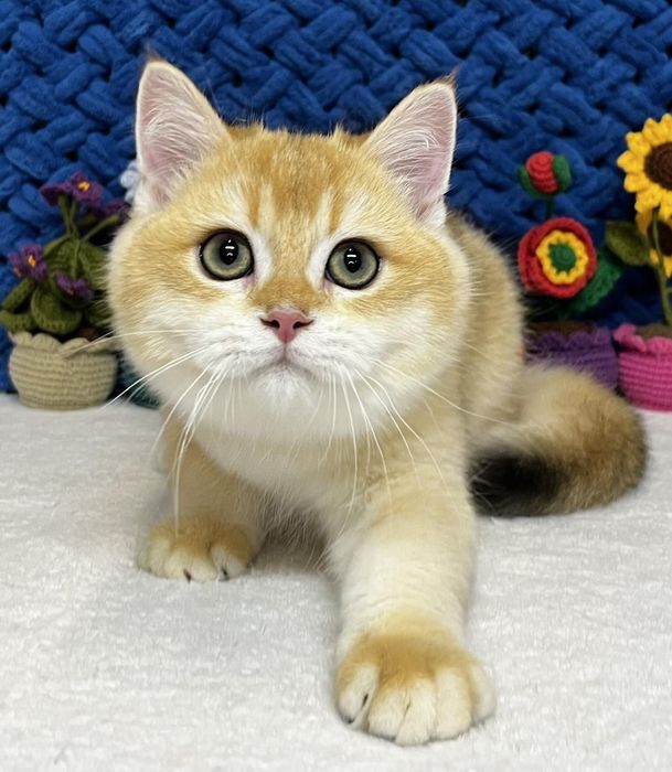 Шотландський золотий котик ny12
