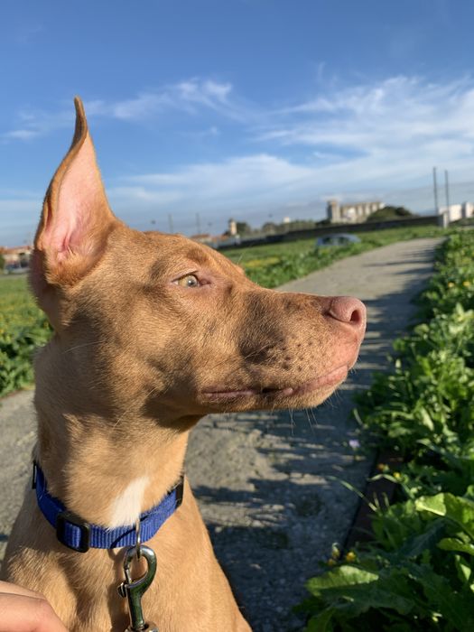 Adoção responsavel