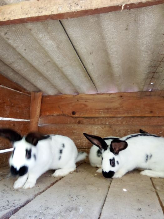 Кролі ,білий панон ,строкачі'',також м'ясо 250  грн 'кг