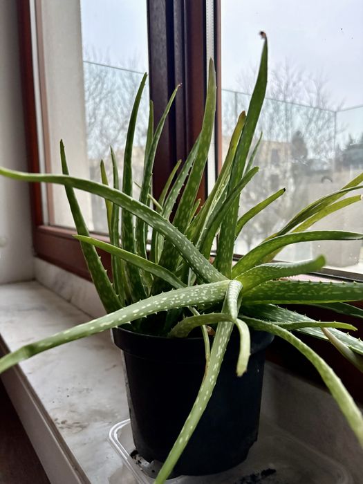 Aloes aloe vera 40cm w doniczce