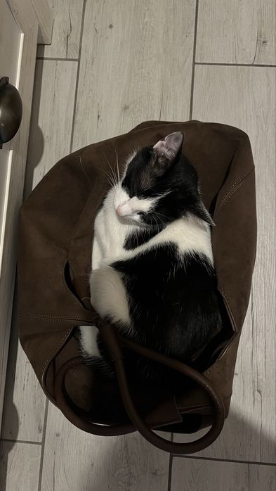 Młoda łowna kotka szuka nowego kochającego domu