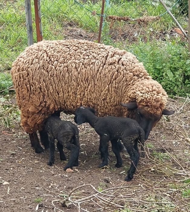 Borregos qualidade para criação