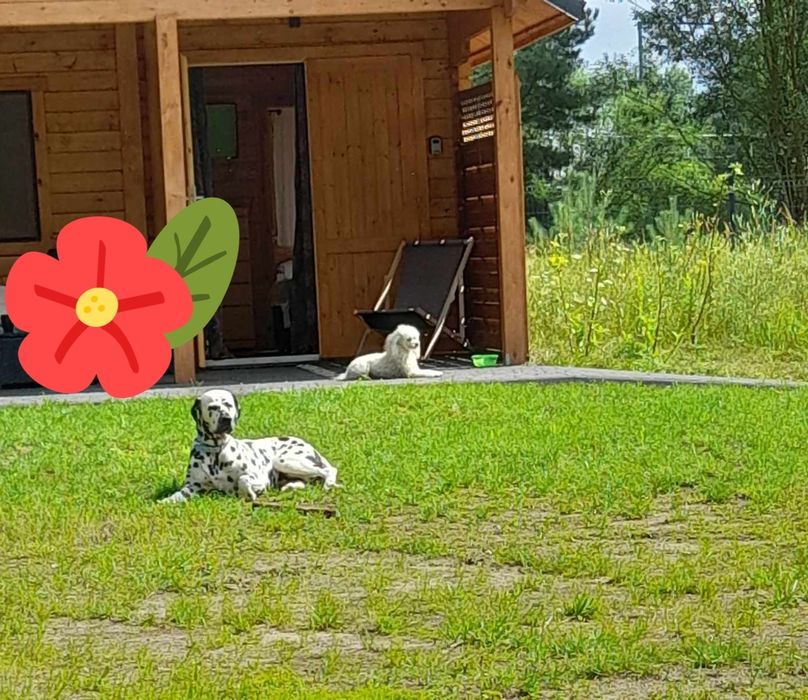 Domki letniskowe, basen, plac zabaw,  zwierzęta mile widziane