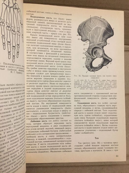 Анатомия человека. Свиридов.