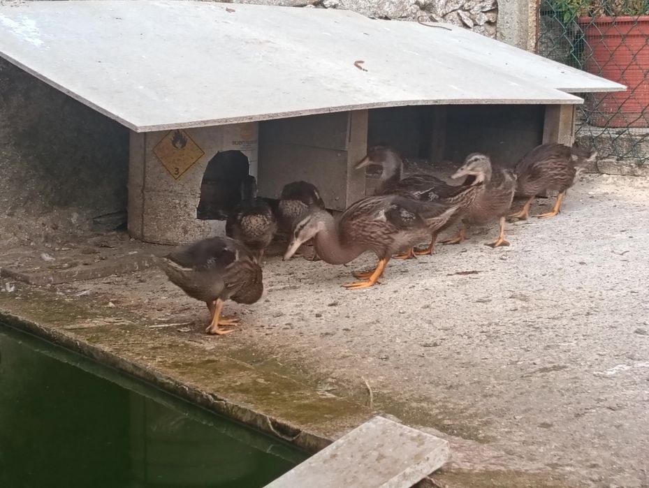 Vendo Patos reais