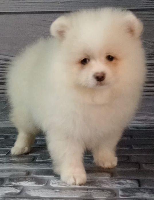 Хлопчик шпіц біло-кремовий