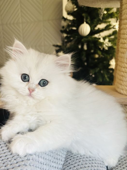 Kotka szkocka długowłosa kot kocięta