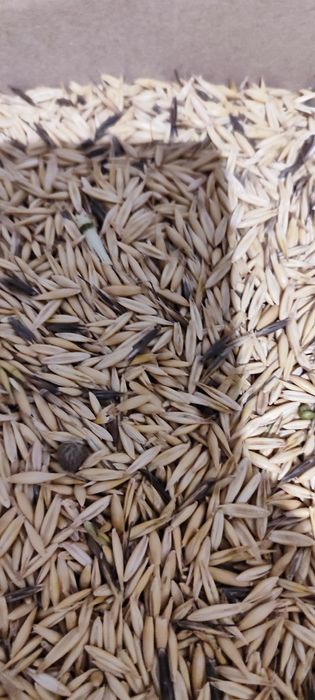 Ячмінь , люцерна , сіно