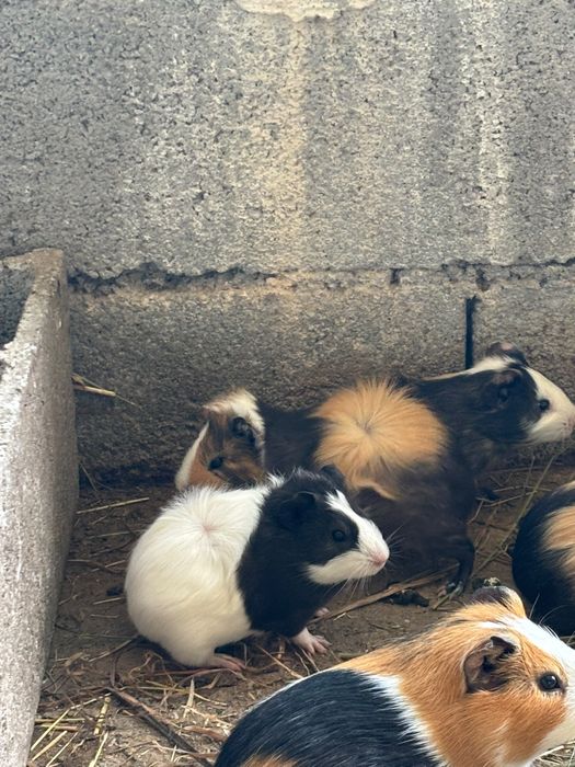 animais para companhia