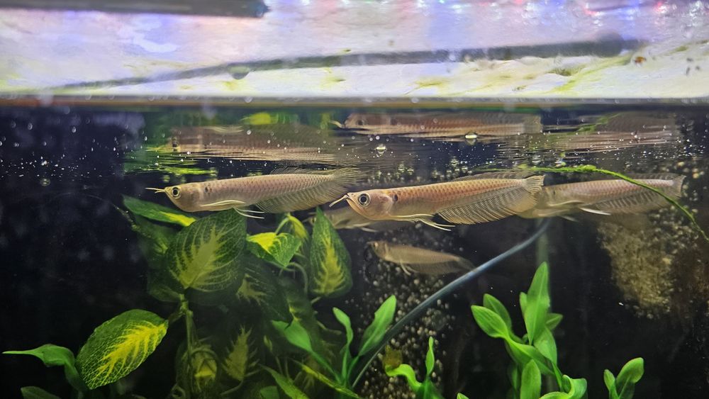 Arowana silver 15cm