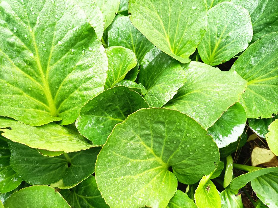 Bergenia ogrodowa 10 szt