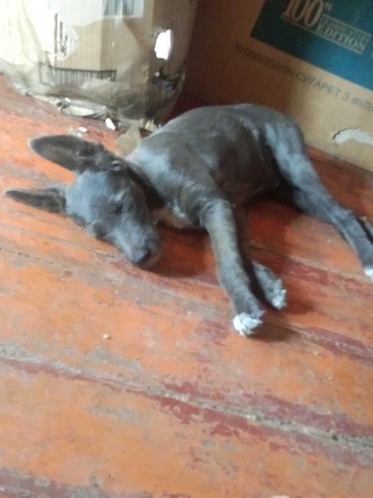 отдам в  хорошие руки