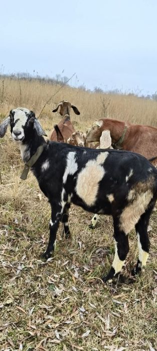Продам англо-нуб  козу