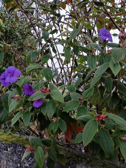 Tibouchina urvilleana