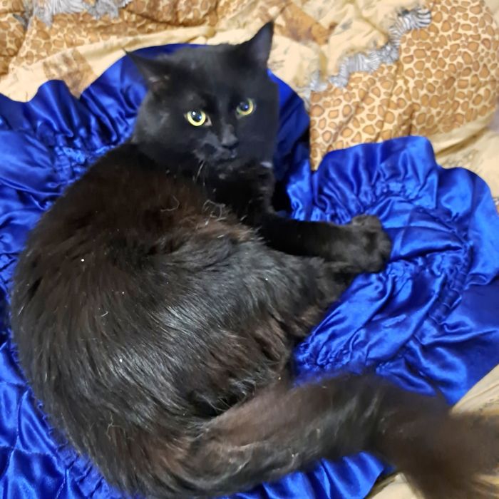 Шикарного черного кота отдам в хорошие руки!!!