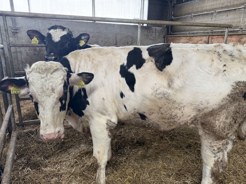 Buhaje rozpłodowe po zarodkach z USA