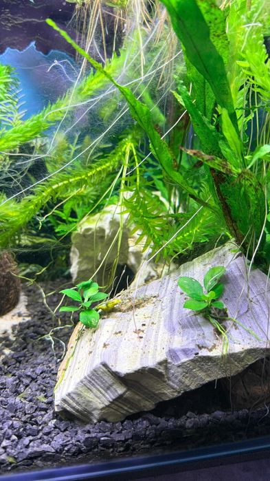 Aquário 40L plantado, material premium + acessórios (2 Neritinas)