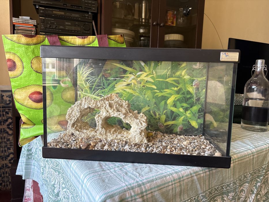 aquario para peixes