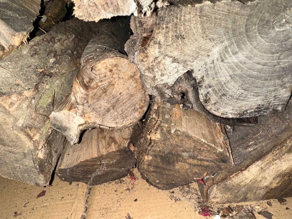 drewno owocowe tylko wiśnia do wędzenia 3 zł za  kg