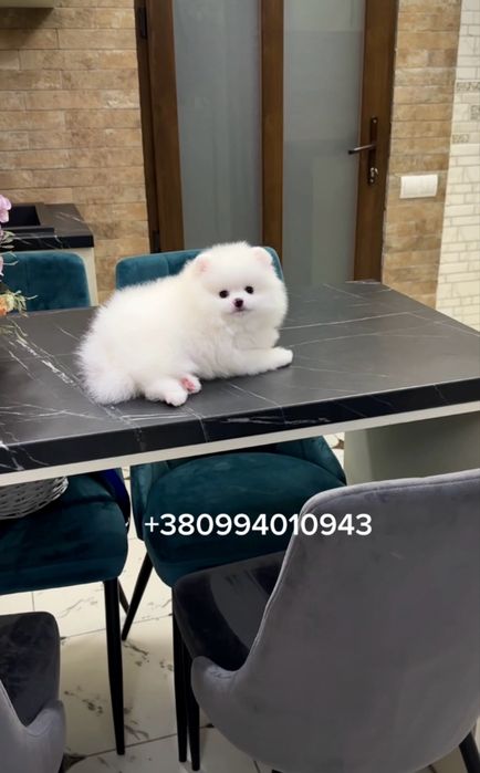 Білі цуценята померанські шпіци в типі ведмежатко з документами.  Шпіц