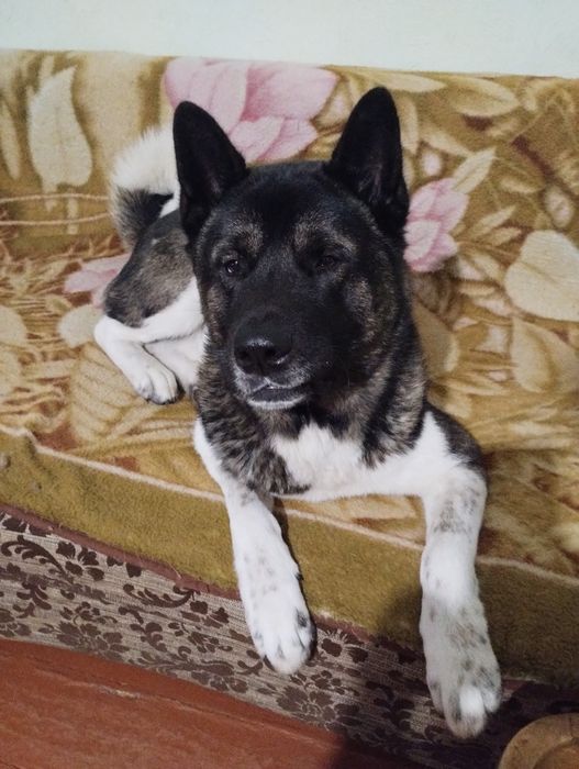 Ексклюзивні малечі метісіки.