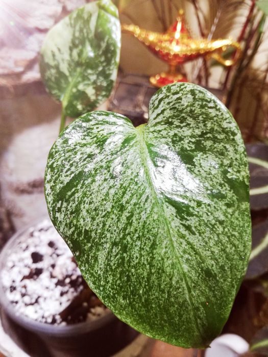 Monstera Mint Albo Variegata Kunzo White Monster NOWA platinum philode