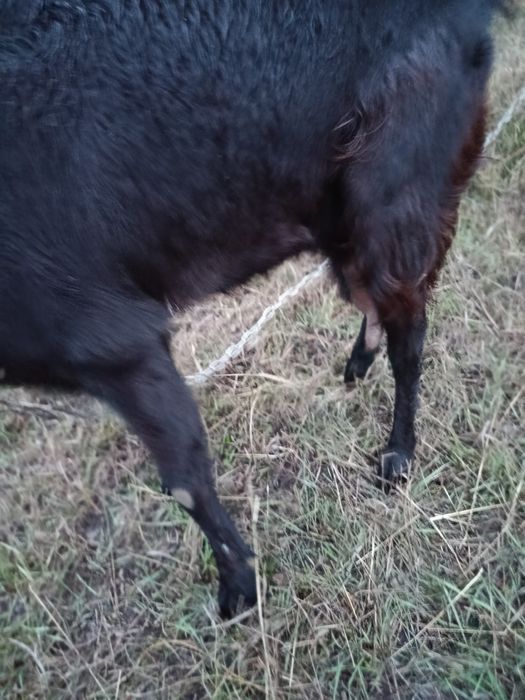 Продам добру козу.