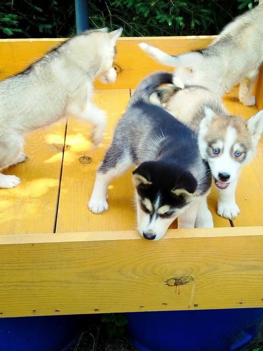 Siberian Husky piesek  tel.575302039