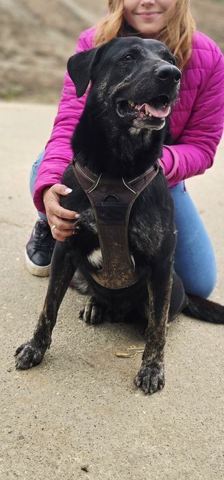 Potter cudowny samiec