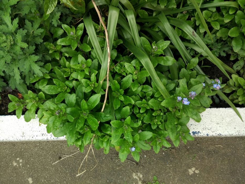 Flor azul Miosótis
