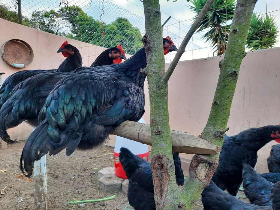 Ovos galados Jersey gigante negros e azul