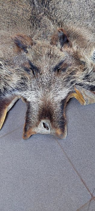 Trzy duże skóry z dzika